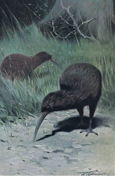 Kiwi, illusztráció: Wildlife of the World, 1910 körül alkotó: Wilhelm Kuhnert