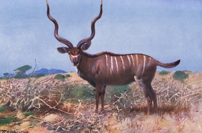 Kudu, illusztráció: Wildlife of the World, 1910 körül alkotó: Wilhelm Kuhnert
