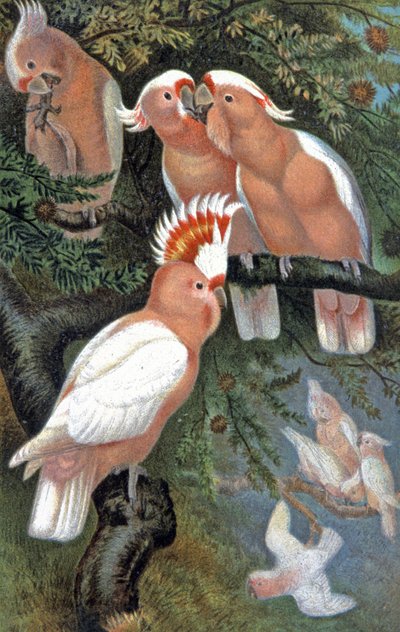 Leadbeater kakaduja, 1910 körül (illusztráció) alkotó: Wilhelm Kuhnert