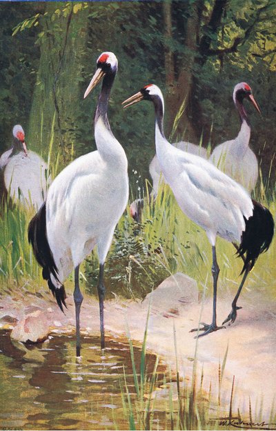 Manchurian Crane, a Wildlife of the Worldből, Frederick Warne & Co, 1900 körül alkotó: Wilhelm Kuhnert
