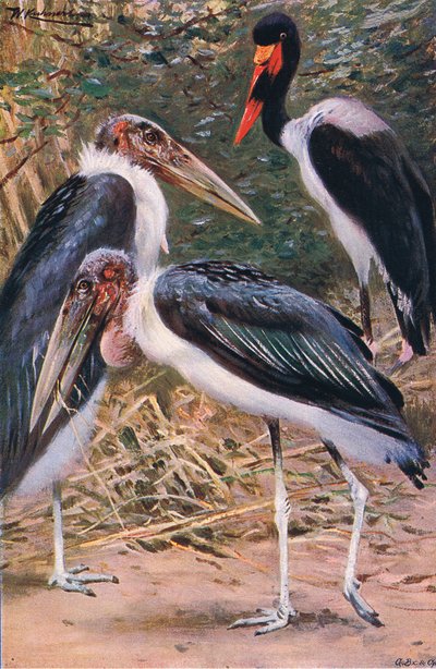Marabou és Jabiru, illusztráció a Wildlife of the World, 1910 körül alkotó: Wilhelm Kuhnert