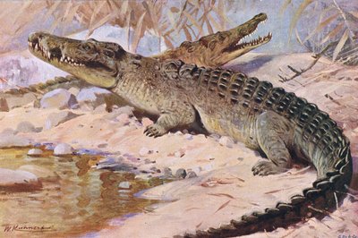 Nílusi krokodil, illusztráció a Wildlife of the World, 1910 körül alkotó: Wilhelm Kuhnert