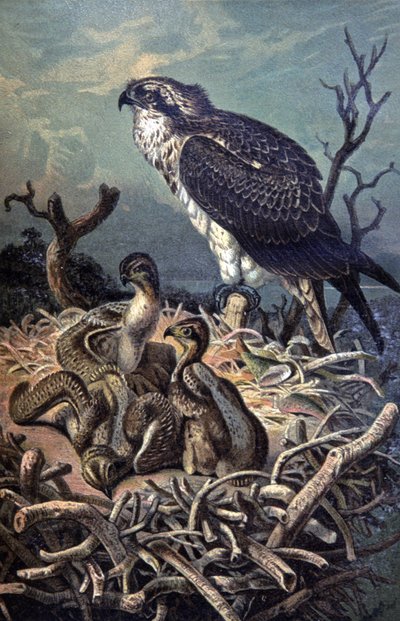Osprey, 1910 körül (illusztráció) alkotó: Wilhelm Kuhnert