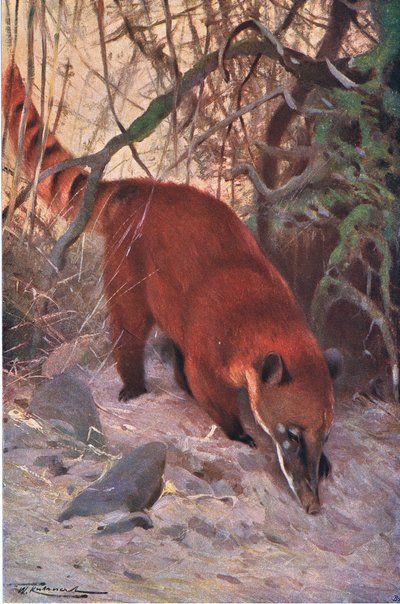 Red Coati, a Wildlife of the Worldből, Frederick Warne & Co, 1900 körül alkotó: Wilhelm Kuhnert
