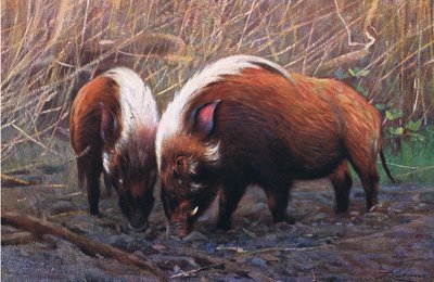 River Hog, illusztráció a Wildlife of the World, 1910 körül alkotó: Wilhelm Kuhnert
