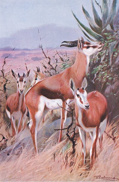 Springbok, illusztráció: Wildlife of the World, 1910 körül alkotó: Wilhelm Kuhnert