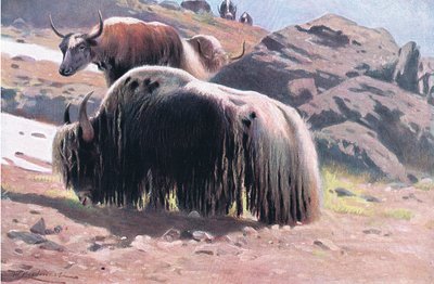 Yak, a Wildlife of the World-ből, a Frederick Warne & Co., 1900 körül alkotó: Wilhelm Kuhnert