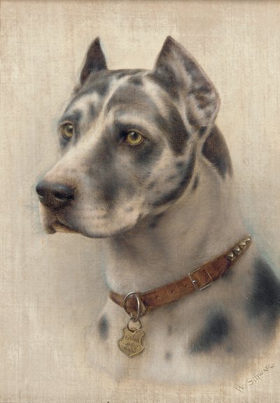 A doberman feje (olaj, vászon) alkotó: Wilhelm Schwar