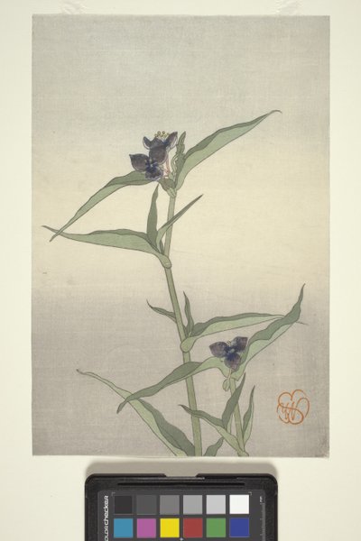 Virágtanulmány, 1908 körül (színes fatömbnyomat) alkotó: Wilhelmina Seegmiller