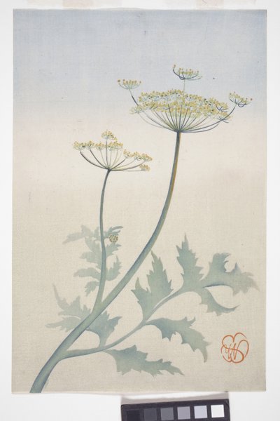 Anna királynő csipkéje, 1908 körül (színes fatömbnyomat) alkotó: Wilhelmina Seegmiller