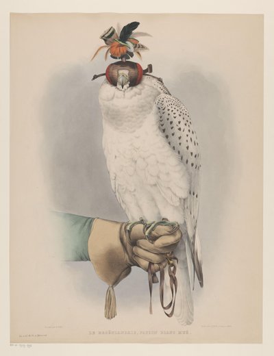 Fehér grönlandi sólyom Le groënlandais, faucon blanc mué (cím a tárgyon) alkotó: Willem Bastiaan van Wouw (possibly)