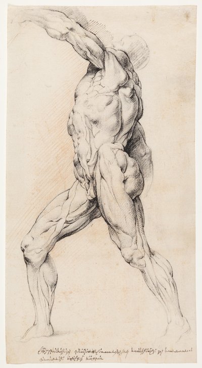 Anatómiai vizsgálat (kivágás) alkotó: Willem Panneels
