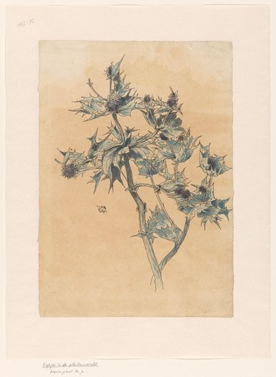 bogáncs alkotó: Ludwig Willem Reymert Wenckebach