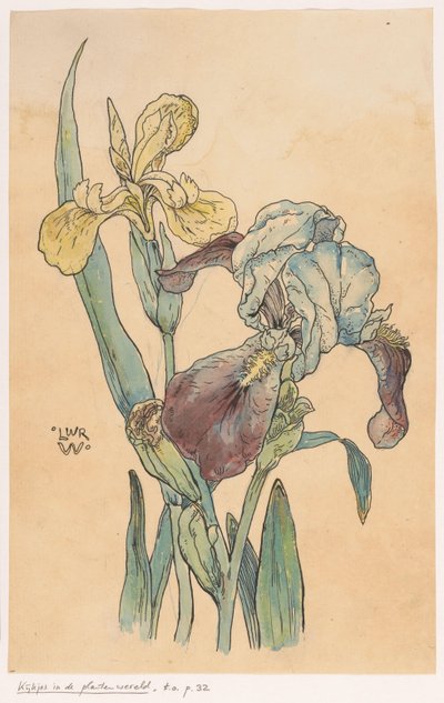 Írisz alkotó: Ludwig Willem Reymert Wenckebach