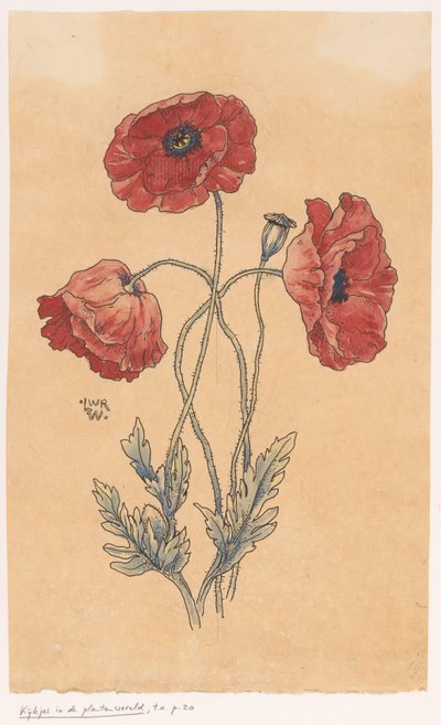 pipacsok alkotó: Ludwig Willem Reymert Wenckebach