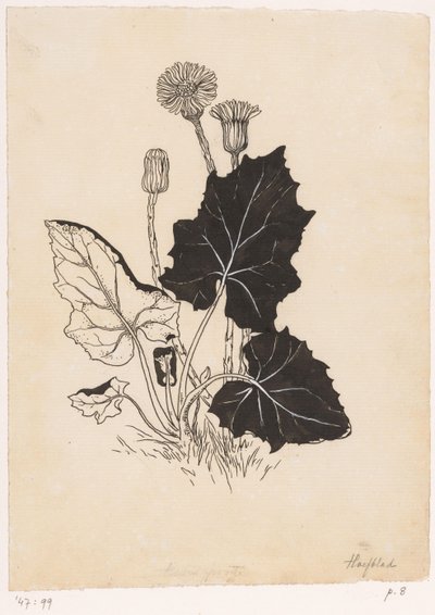 Butterbur alkotó: Willem Wenckebach