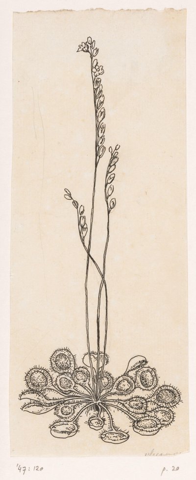 légykapó alkotó: Willem Wenckebach
