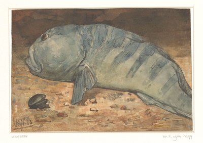 Oldalnézetből egy hal alkotó: Willem Arnoldus Witsen