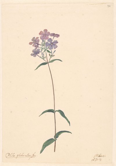 Egy phlox ága alkotó: Willem van Leen (attributed to)