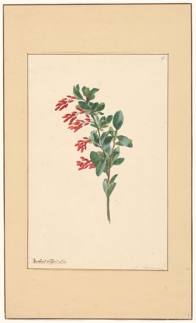 Egy borbolya ága alkotó: Willem van Leen (attributed to)