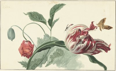 Tulipán és mák alkotó: Willem van Leen (attributed to)