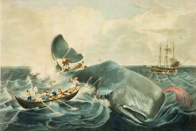 Spermabálna befogása, J. Hill metszete, megjelent 1835-ben (színes akvatinta) alkotó: William (after) Page