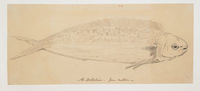 WD 961 f.24 alkotó: William Alexander