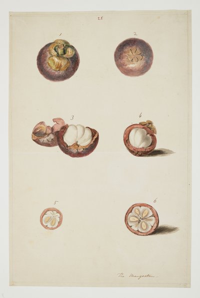 WD 961 f.25 alkotó: William Alexander