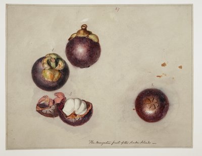 WD 961 f.27 alkotó: William Alexander