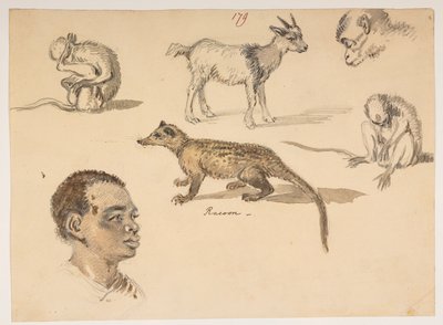 f.65 179 Férfifej, mosómedve, kecske és majmok, egy albumból, amely 372 rajzot tartalmaz tájakról, tengerpartokról, jelmezekről és mindennapi életről Lord Macartney kínai császári nagykövetsége idején, 1792 és 1794 között (ceruza és akvarell papíron) alkotó: William Alexander