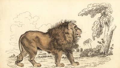 Ázsiai oroszlán, veszélyeztetett, Panthera leo leo. ,1834 (metszet) alkotó: William Alexander Forbes