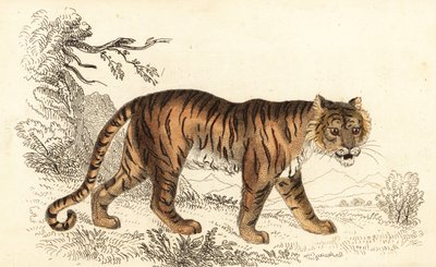 Bengáli tigris, Panthera tigris tigris.,1834 (metszet) alkotó: William Alexander Forbes