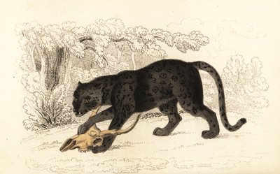 Fekete jaguár, Fanthera pardus., 1834 (metszet) alkotó: William Alexander Forbes