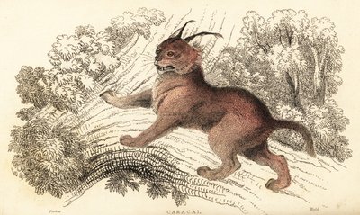 Caracal, Caracal Caracal., 1834 (metszet) alkotó: William Alexander Forbes