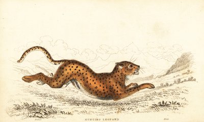 Gepárd, Acinonyx jubatus., 1834 (metszet) alkotó: William Alexander Forbes