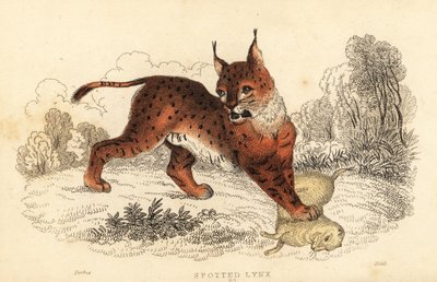 Eurázsiai hiúz, Lynx lynx.,1834 (metszet) alkotó: William Alexander Forbes