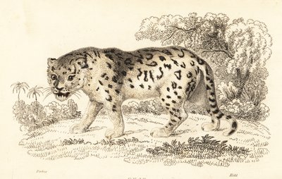 Jaguar, Panthera onca., 1834 (metszet) alkotó: William Alexander Forbes