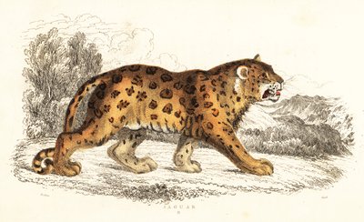 Jaguar, Panthera onca., 1834 (metszet) alkotó: William Alexander Forbes