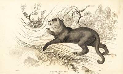 Jaguarandi, a puma tisztelete, 1834 (Ngaraving) alkotó: William Alexander Forbes