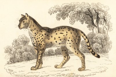 Serval, Leptailurus serval.,1834 (metszet) alkotó: William Alexander Forbes