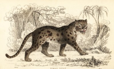Szunda leopárdmacska, Prionailurus bengalensis subsp. sumatranus. ,1834 (metszet) alkotó: William Alexander Forbes