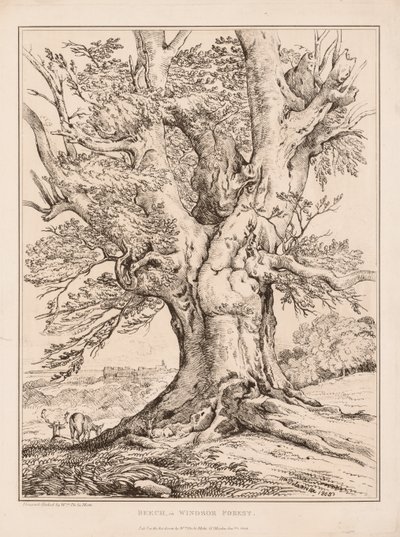 Bükk a Windsori erdőben, 1805. alkotó: William Alfred Delamotte