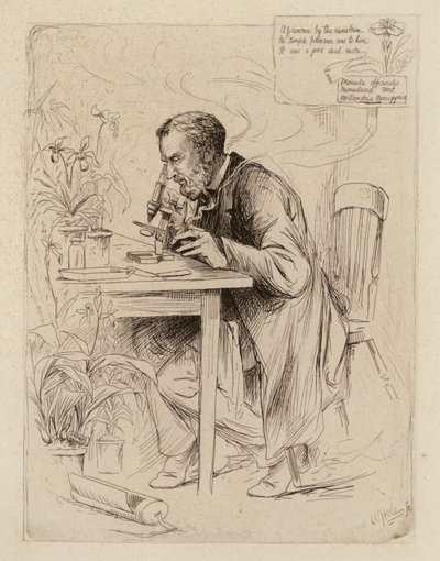 Alexander Dickson, a botanika professzora (metszet) alkotó: William Brassey (after) Hole