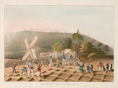 Cukornádültetés, 1820 körül (színes metszet) alkotó: William Clark