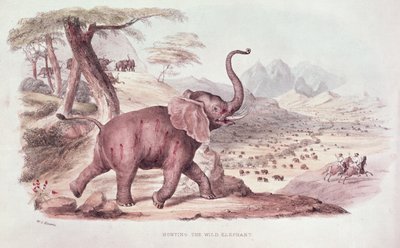 Vadelefántvadászat, illusztráció W.C. Harris 