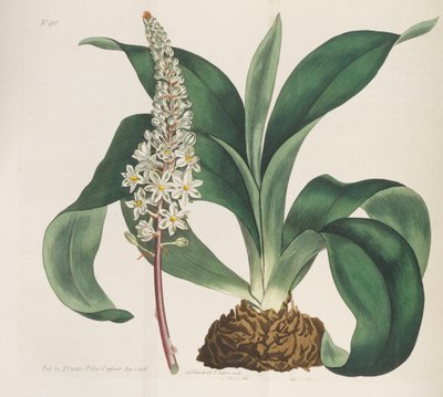 Botanikai folyóirat, 1787-1833. alkotó: William Curtis