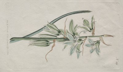 A Botanikai Magazin vagy Virágoskert Megjelenítve: Betlehemi csillag, 1794. alkotó: William Curtis