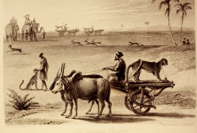 A vadászgepárdok alkotó: William Daniell