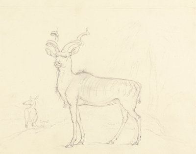 A Koodoo alkotó: William Daniell