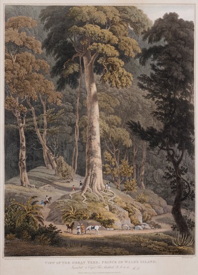 Kilátás a nagy fára, a walesi herceg szigetére alkotó: William Daniell